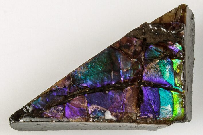 1.15" Iridescent Ammolite (Fossil Ammonite Shell) - Rare Purple Color